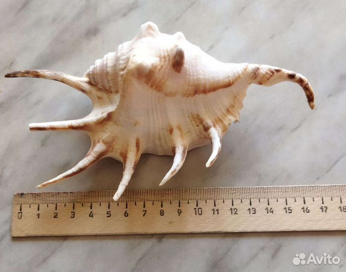 Ракушки для поделок и в аквариум