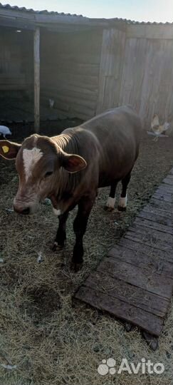 Продам бычка 6 месяцев