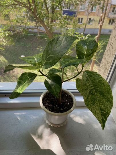 Фикус Септика Голд