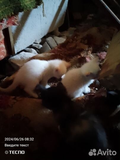 Котятки в добрые руки