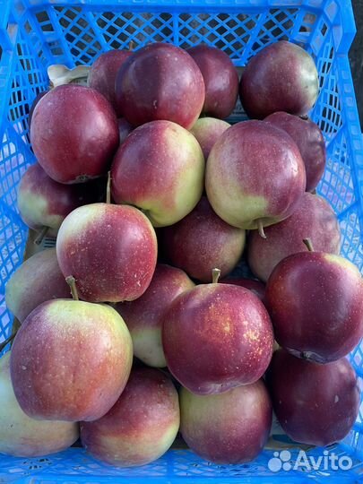 Яблоки оптом