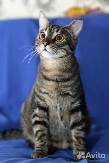 Котенок в добрые руки