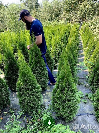 Туя смарагд с доставкой
