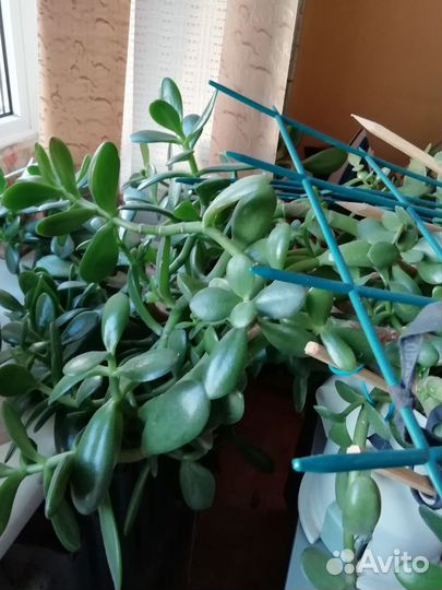 Толстянка, денежное дерево