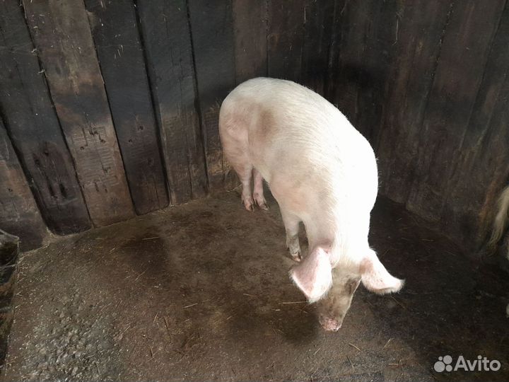 Свиноматка ландрас
