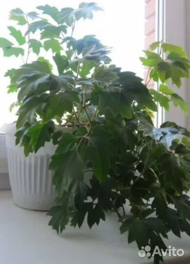 Циссус ромбовидный - березка