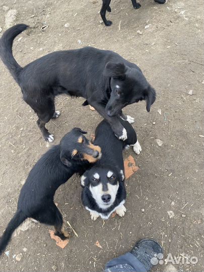 Собаки бесплатно в добрые руки