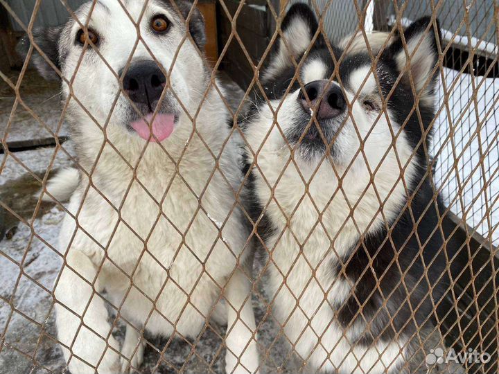 Собака ищет дом