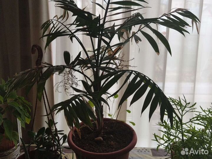 Комнатные цветы