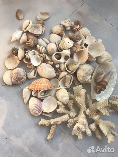 Ракушки морские и веточки коралла