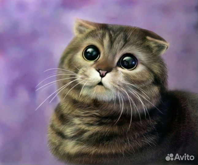 Шотландская