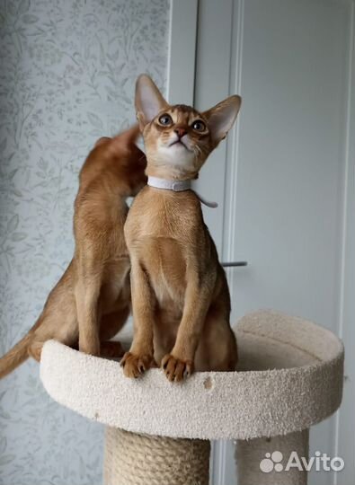 Абиссинские котята