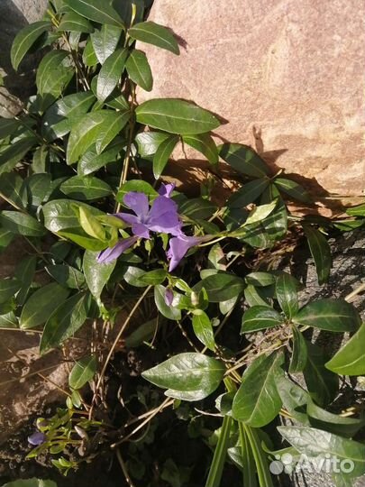 Барвинок, лук Суворова