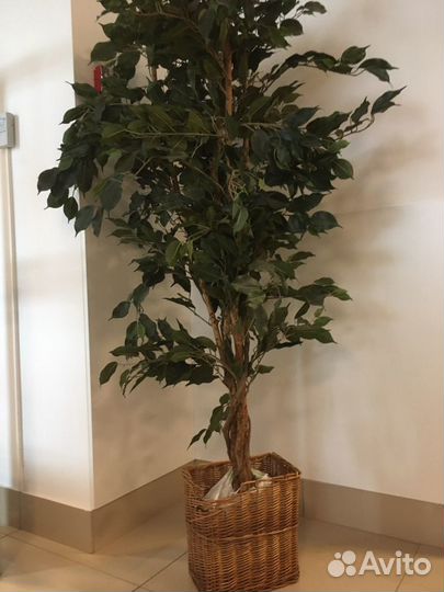 Фикус бенджамина