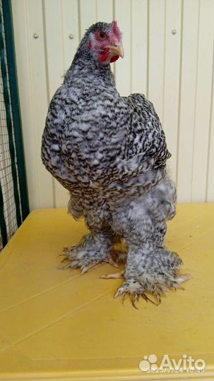 Петухи кохи