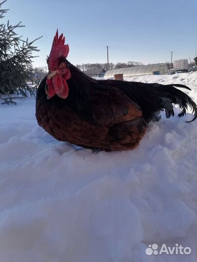 Молодые петухи