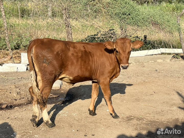 Коровы и телята