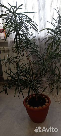 Кротон узколистный