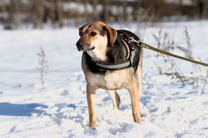 В добрые руки