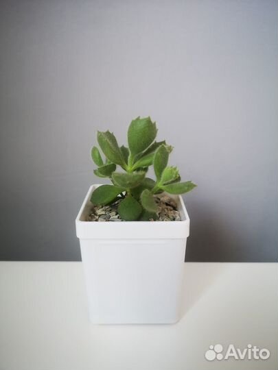 Горшок цветочный белый