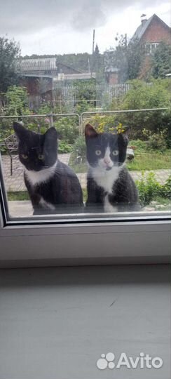 Котята в добрые руки мальчики около 3-х месяцев