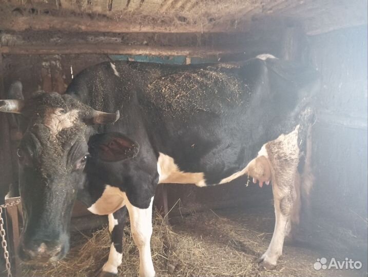 Корова дойная