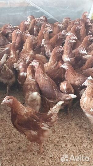 Цыплята бройлеры, молодки рыжие, доминанты