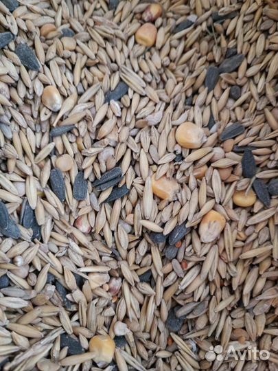 Микс зерна С ракушкой