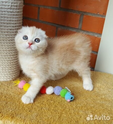 Шотландские крем-брюлешки. Редкий окрас. Питомник