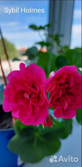 Пеларгония плющелистная