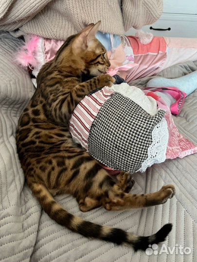 Бенгальские котята