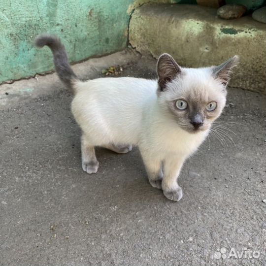 Сиамский кот