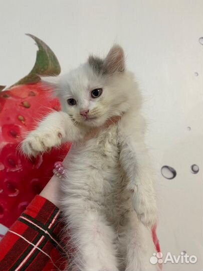 Котята бесплатно