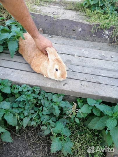 Крол полтара года