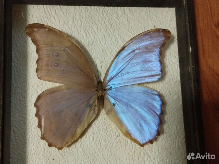 Бабочки в рамках