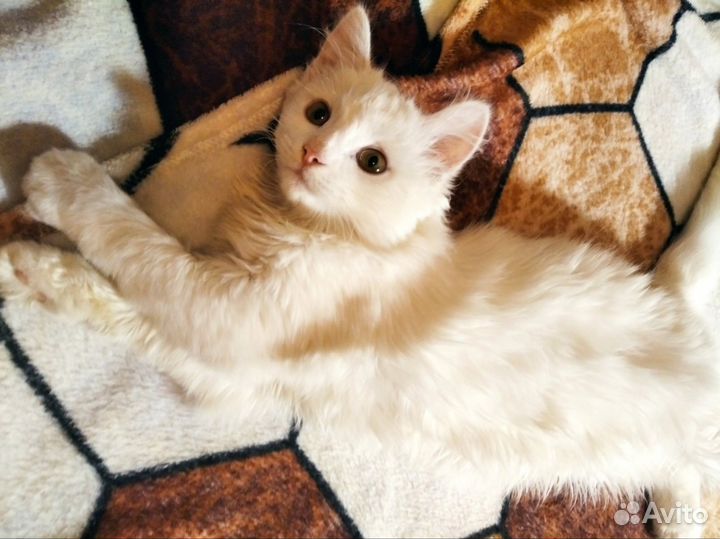 Кошка в дар