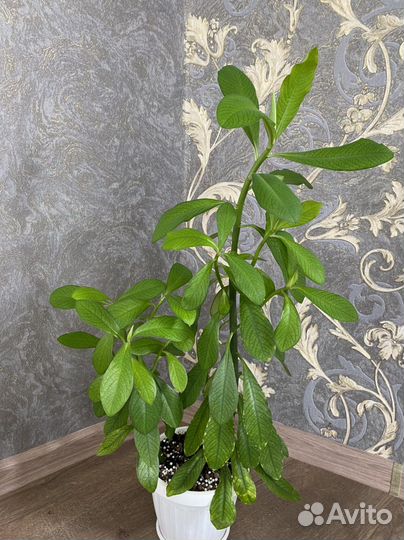 Пантус,сансельера,дрим атис