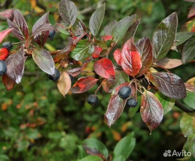 Кизильник блестящий