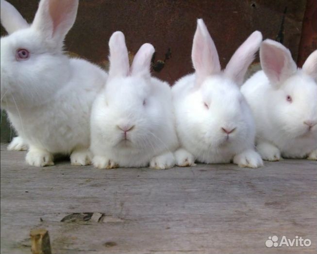 Кролики Новозеландские,молодняк