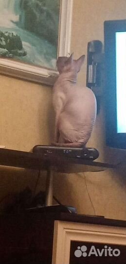 Донской сфинкс вязка