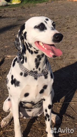 Девочка и мальчик далматины