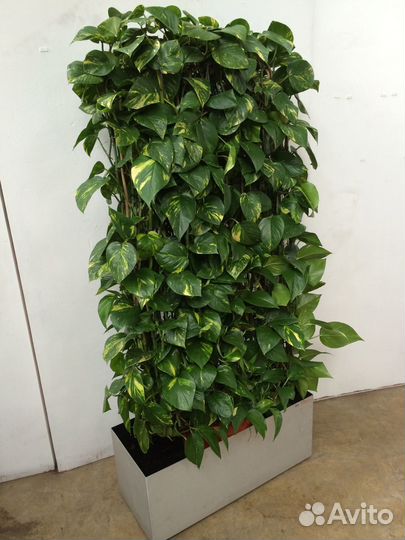 Сциндапсус голден