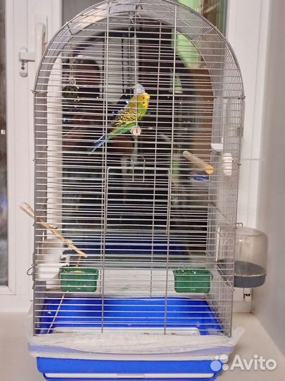 Волнистый попугай