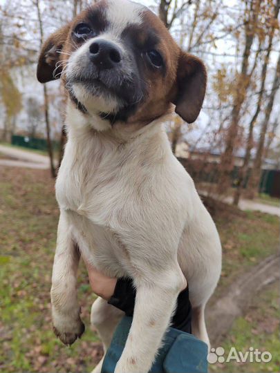 Маленькая собака