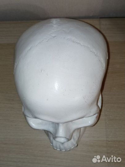 Череп анатомический гипс