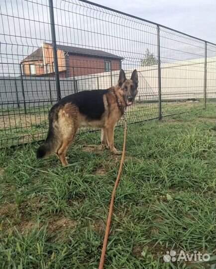 Гостиница для животных/кинолог дрессировка