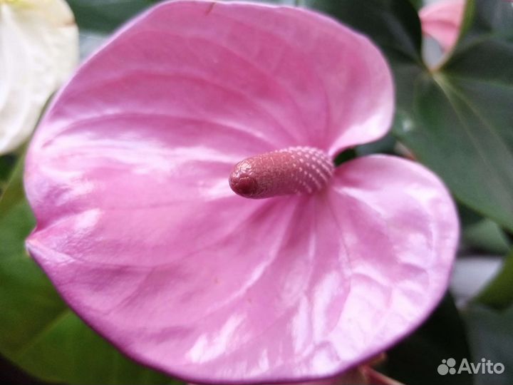 Антуриум Кавалли