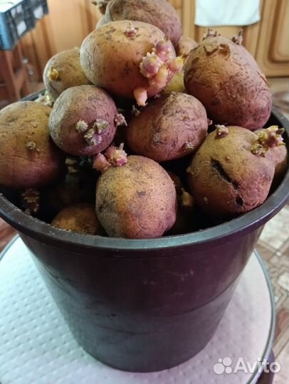 Семенной картофель