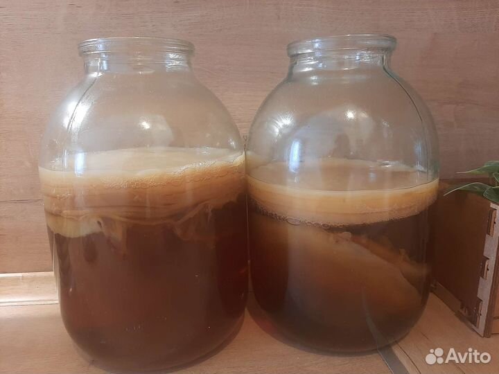 Чайный гриб