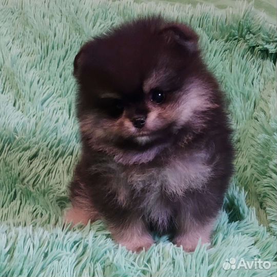 Шпиц mini мальчик в Сочи